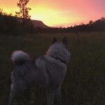 Thomas Engen har sendt oss dette flotte foto av sin elghund i solnedgang