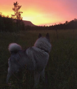 Thomas Engen har sendt oss dette flotte foto av sin elghund i solnedgang