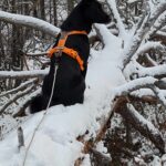 Sisu på post i Pasvik skogen - Hanne L. Lillevik Eriksen